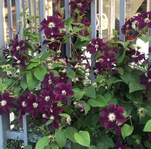 Lilia 2 Family 2* פרימורסקו