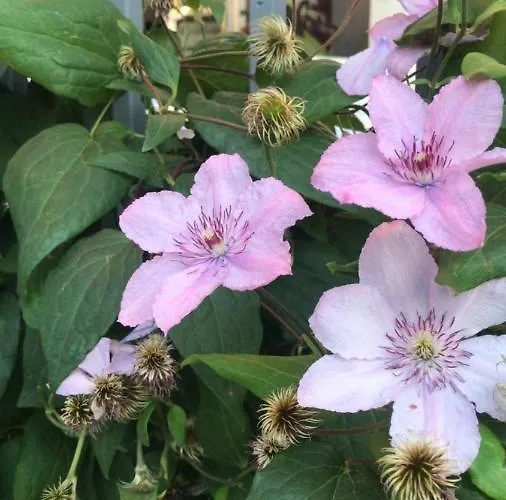 Szálloda Lilia 2 Family Primorszko