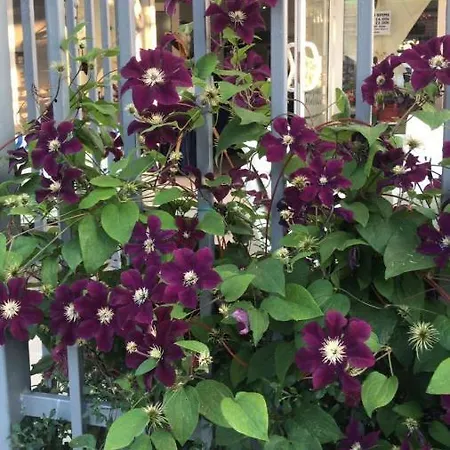 Lilia 2 Family 2* Primorsko