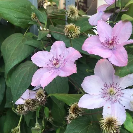 Otel Lilia 2 Family Primorsko